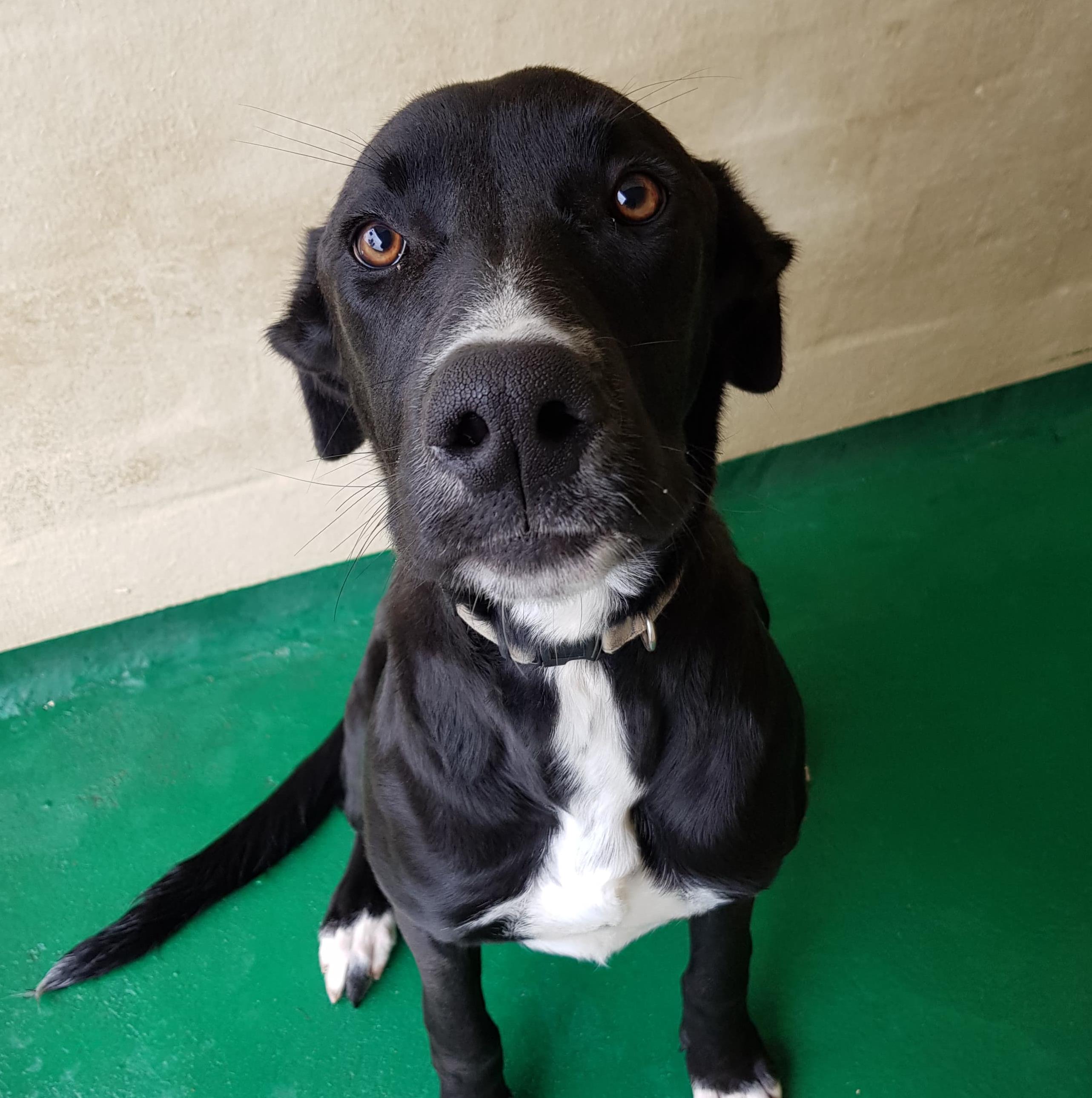 Daisy - ID 42819 - Large Female Great Dane x Kelpie Dog in VIC - PetRescue