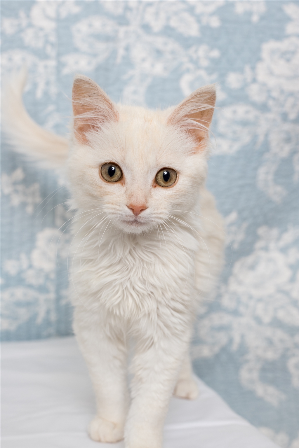 Kingston - Male Angora Cat Mix Cat in QLD - PetRescue