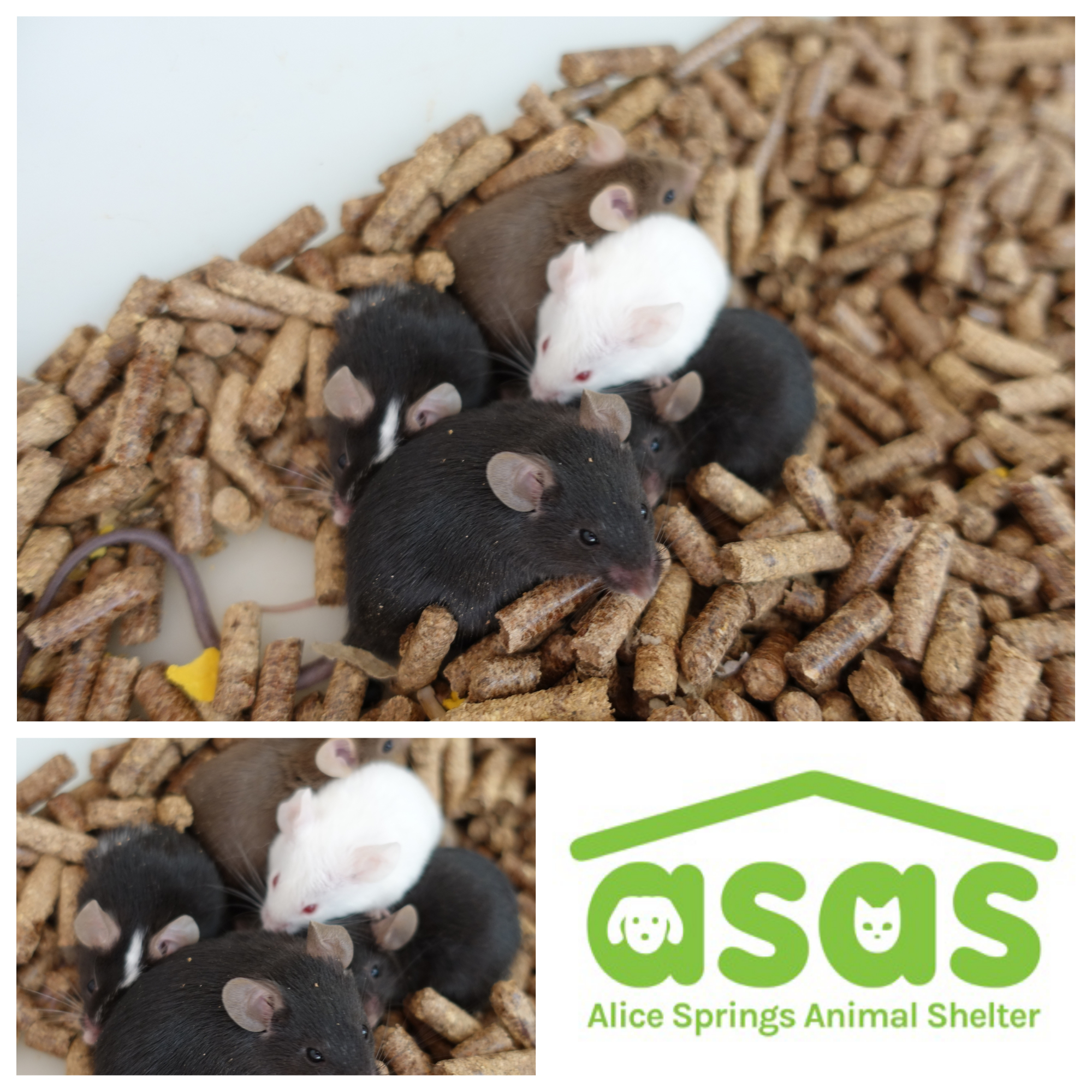 Male Mice Male Mouse in NT PetRescue