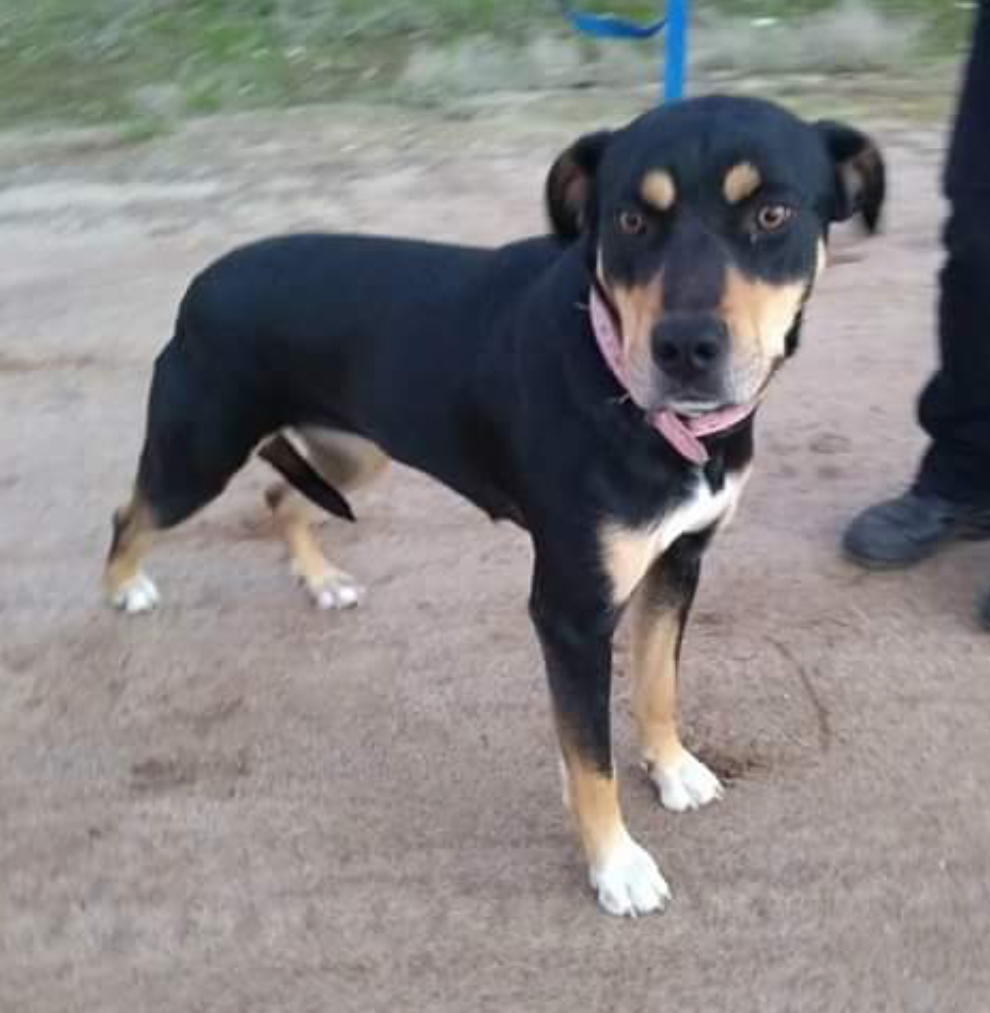 Remi Medium Female Huntaway x Kelpie Dog in WA PetRescue