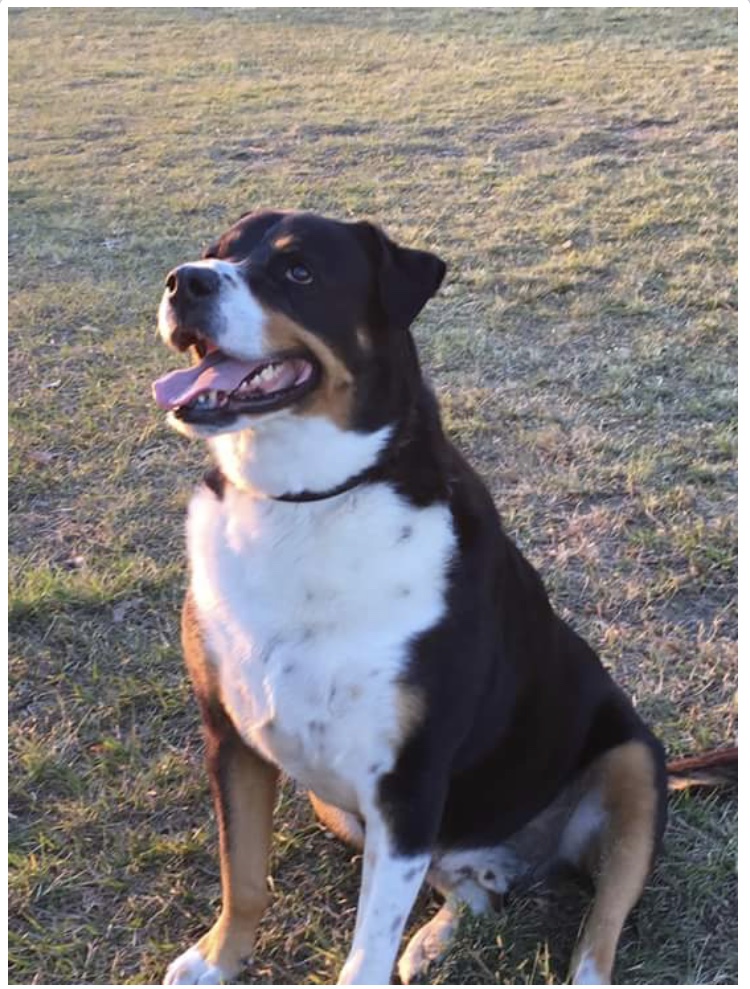 Sid - Large Male Bernese Mountain Dog Mix Dog in QLD - PetRescue