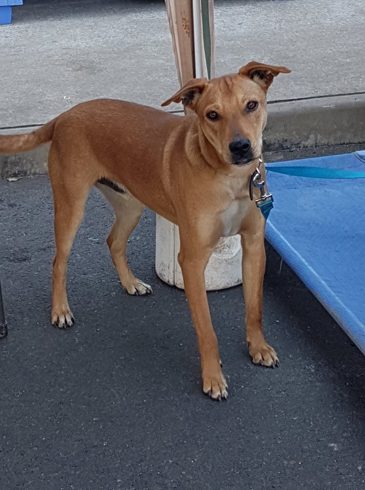 jonah Medium Male Australian Cattle Dog x Kelpie x Staffy Dog in QLD PetRescue