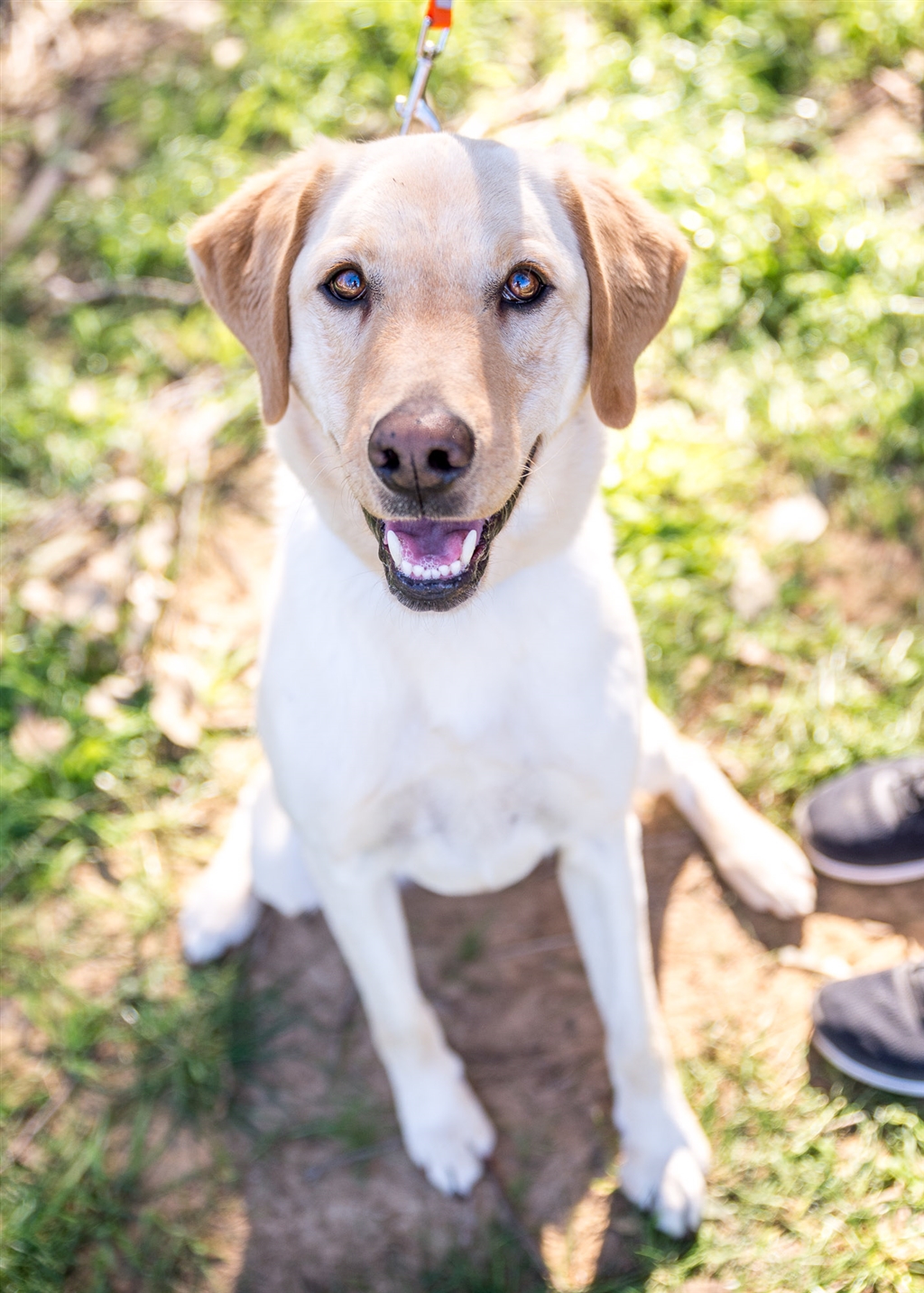 Kasey Large Male Labrador Mix Dog in NSW PetRescue