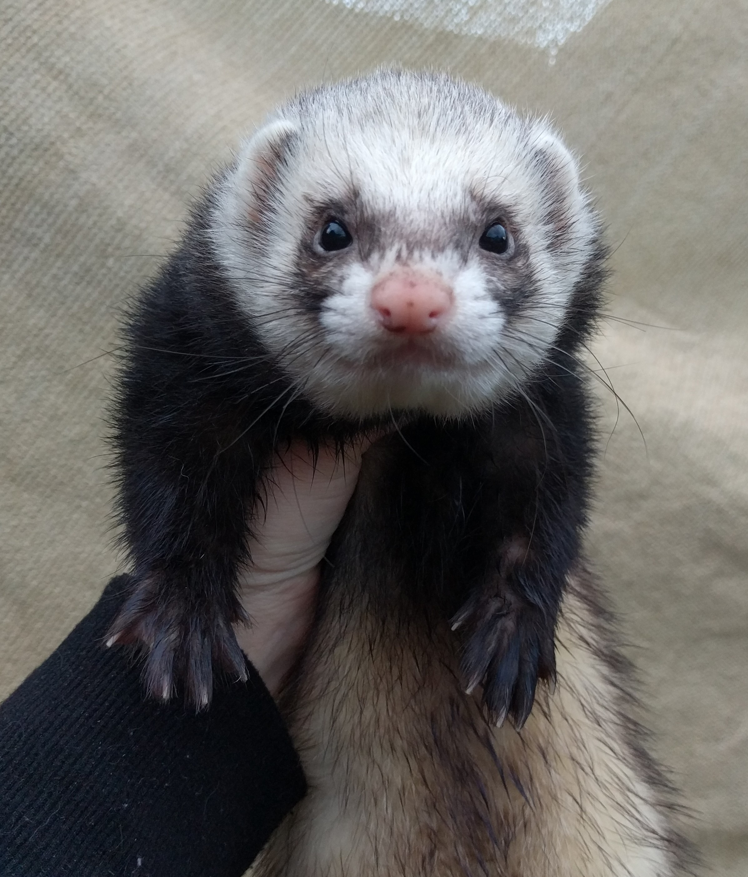 Felix Male Ferret in VIC PetRescue