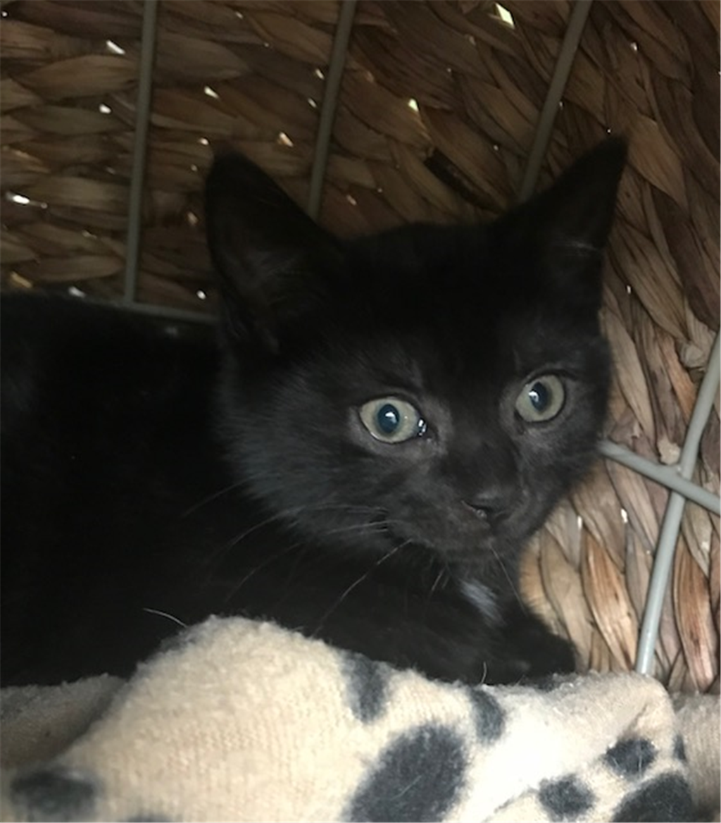 Mopsy Female Domestic Short Hair Mix Cat in QLD PetRescue