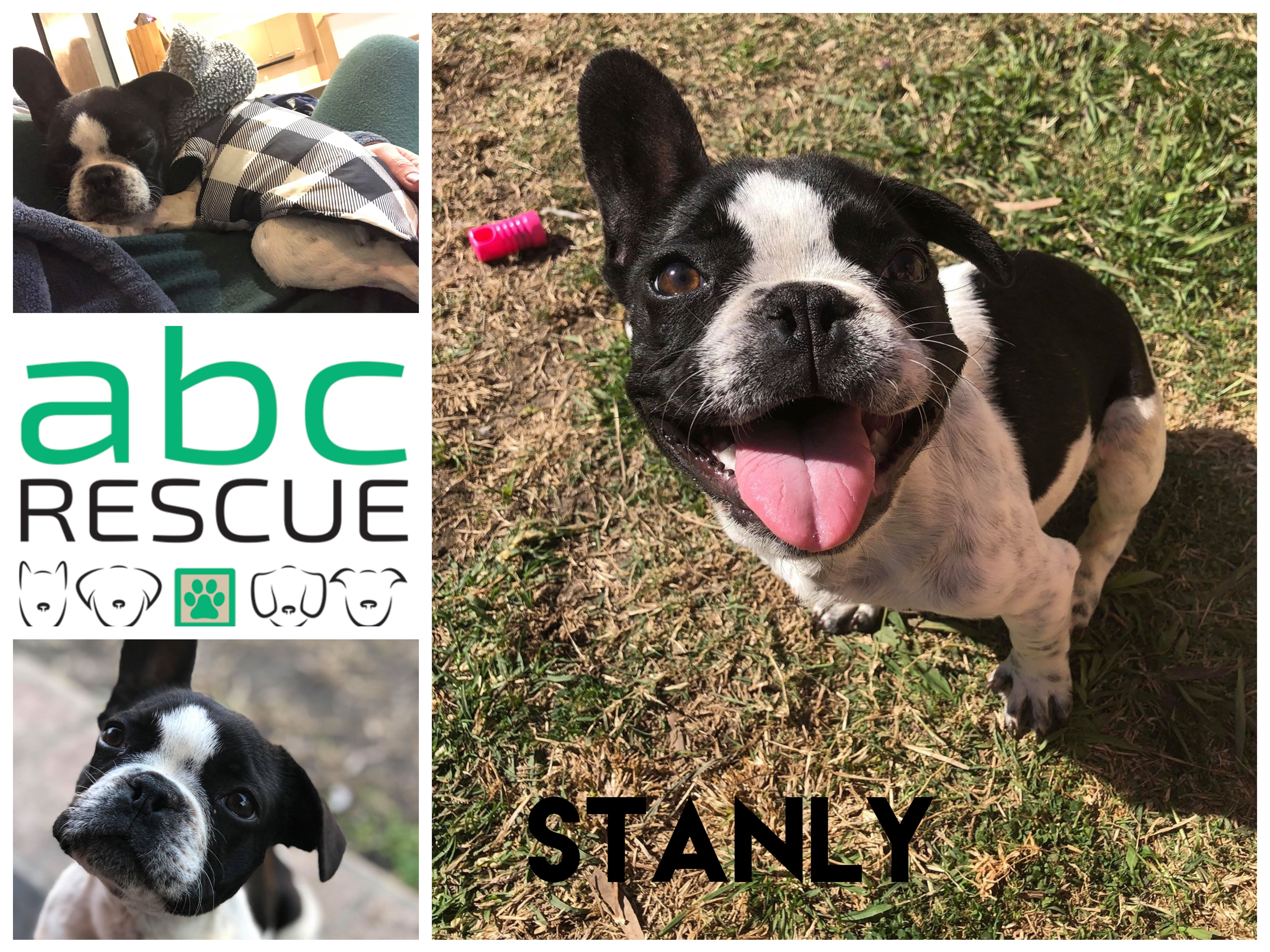 french bulldog rescue northeast