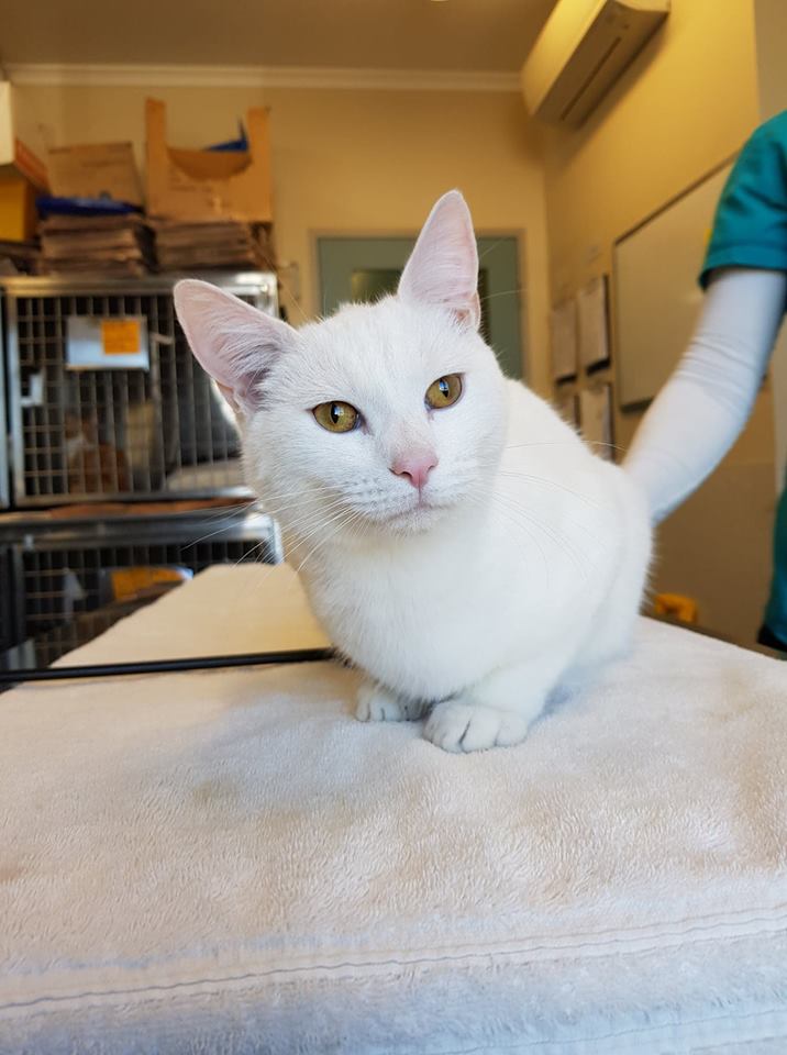 Ares Petstock Penrith Male Domestic Short Hair Cat in NSW PetRescue