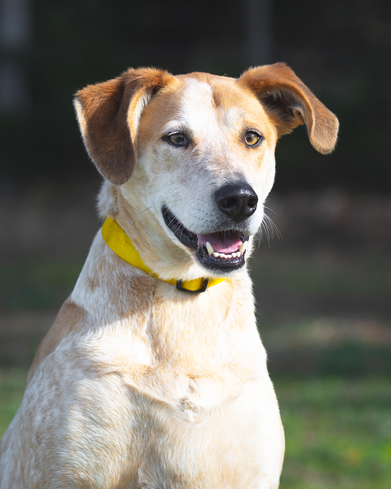 Cooper (88297) - Large Male Mixed Breed Dog in VIC - PetRescue