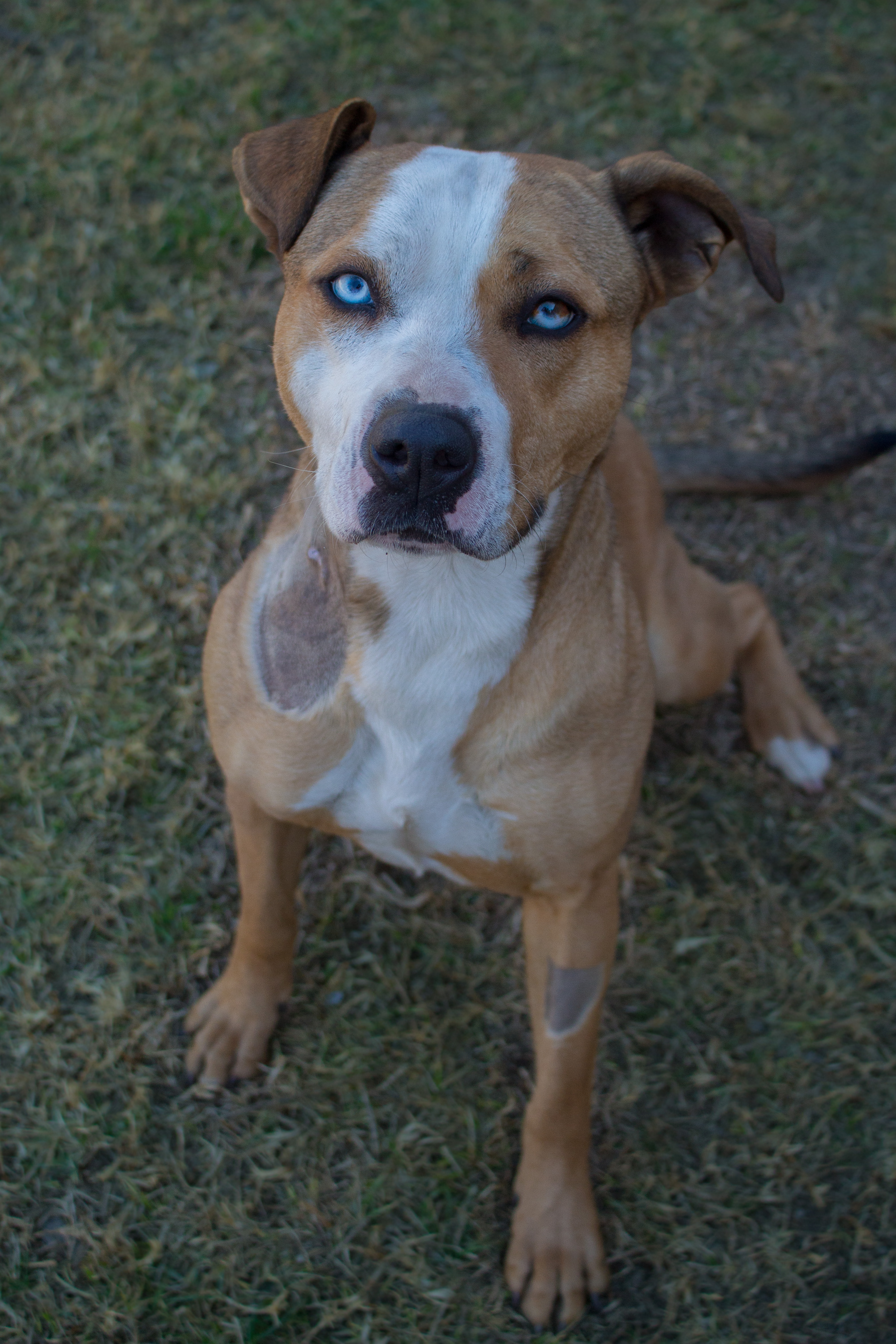 Marble Medium Female American Staffordshire Bull Terrier Mix Dog in NSW PetRescue