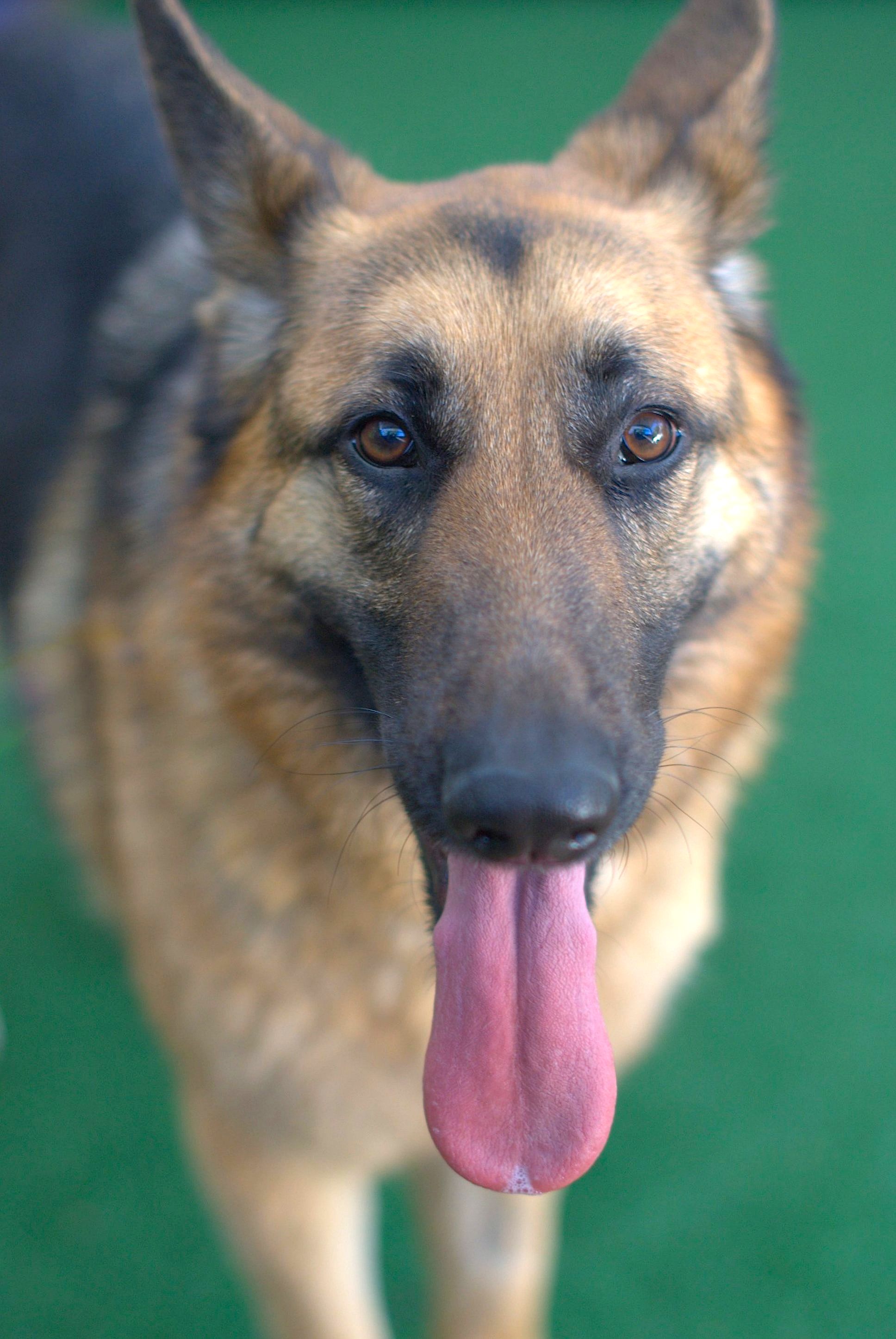 Ellie Large Female German Shepherd Dog In Nsw Petrescue