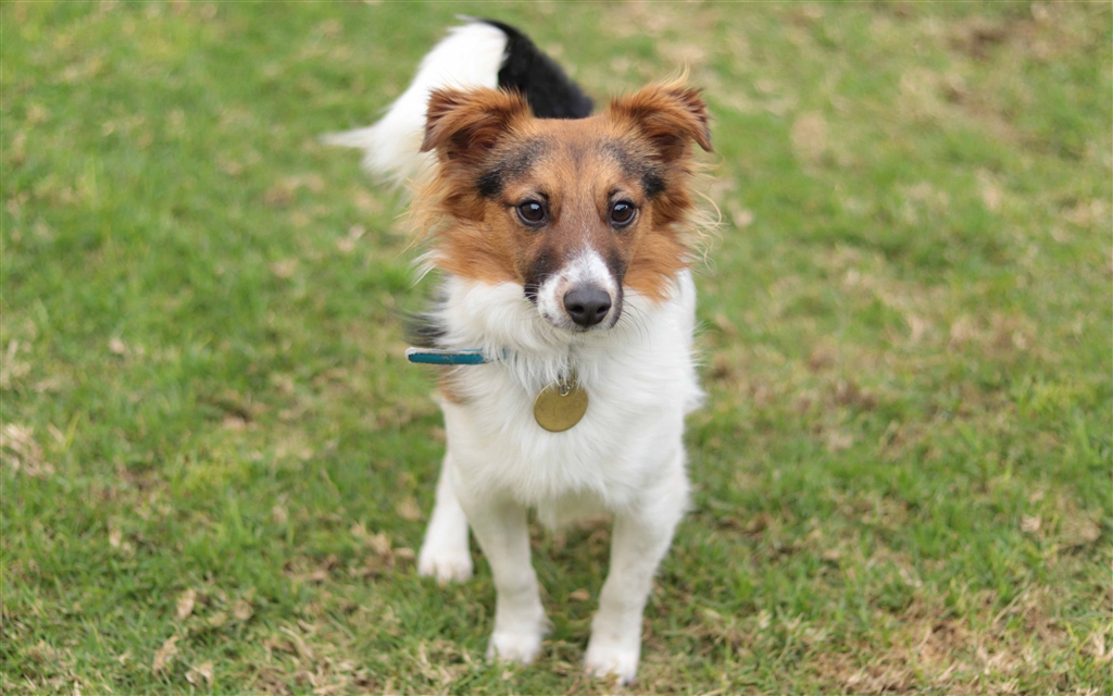 Sir Rufus Small Male Terrier x Sheltie Mix Dog in VIC PetRescue