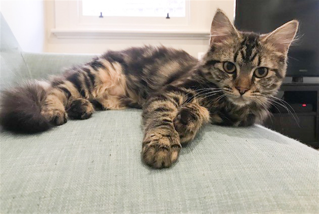 Tiny Tabby Female Domestic Medium Hair Mix Cat in WA PetRescue