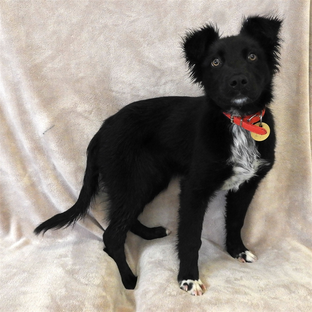 Trixie Medium Female Border Collie Mix Dog in VIC PetRescue