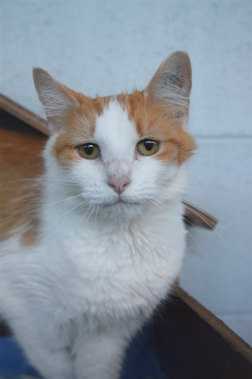 Shai Female Turkish Van Mix Cat in QLD PetRescue