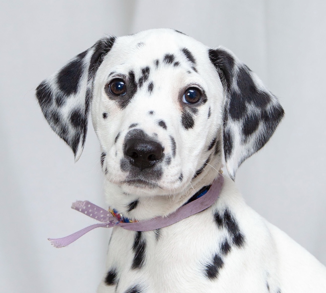 dalmatian puppies newcastle