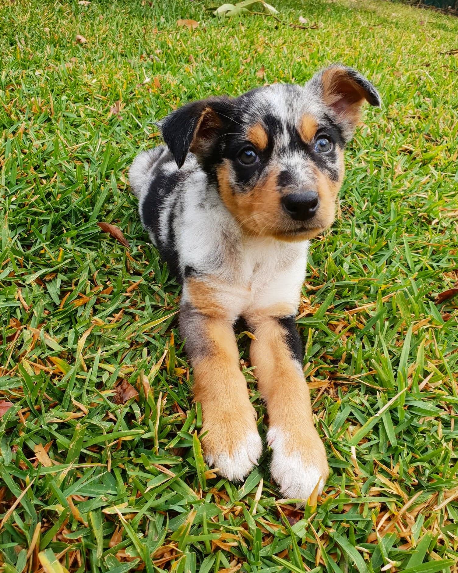 Kelpie koolie cheap