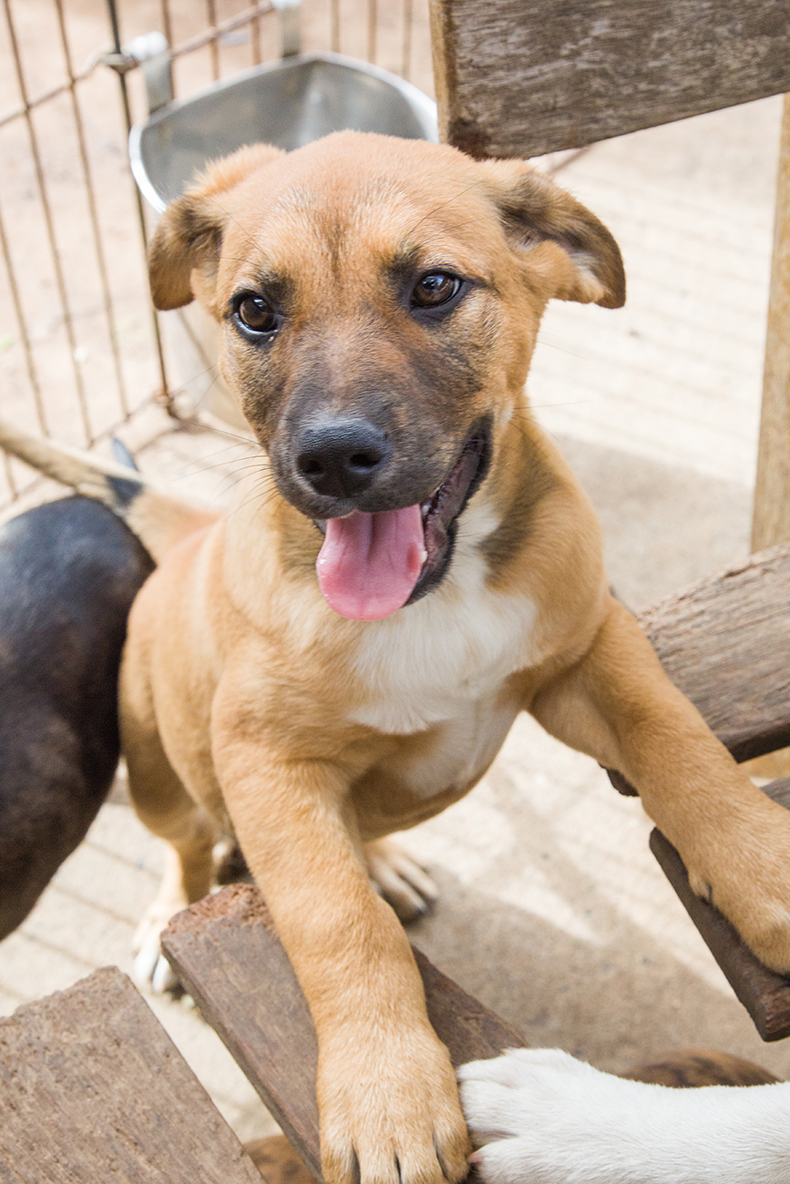 cattle dog boxer mix