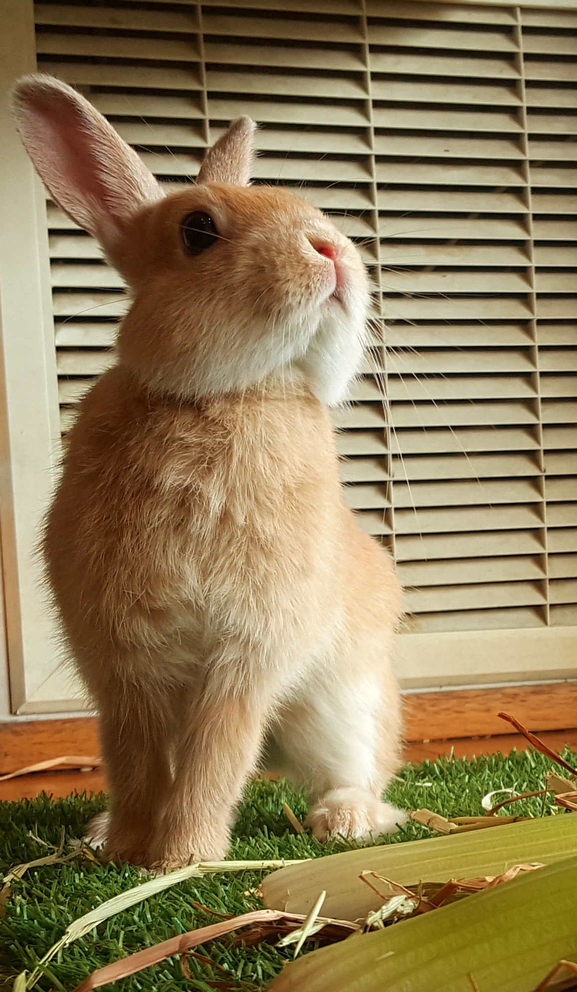 Brian Male Netherland Dwarf Rabbit in VIC PetRescue