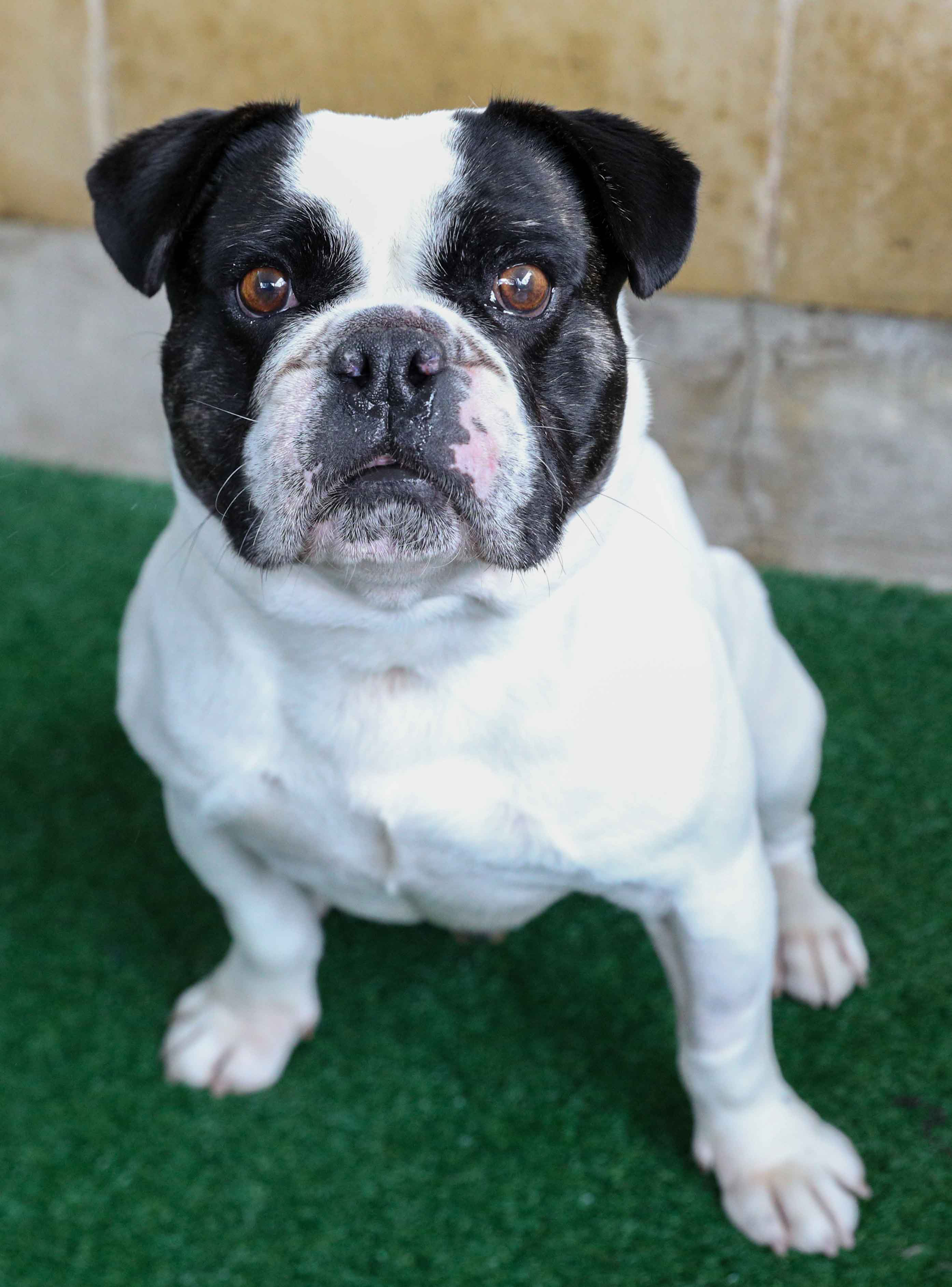 Rocko - Medium Male Australian Bulldog Dog in NSW - PetRescue