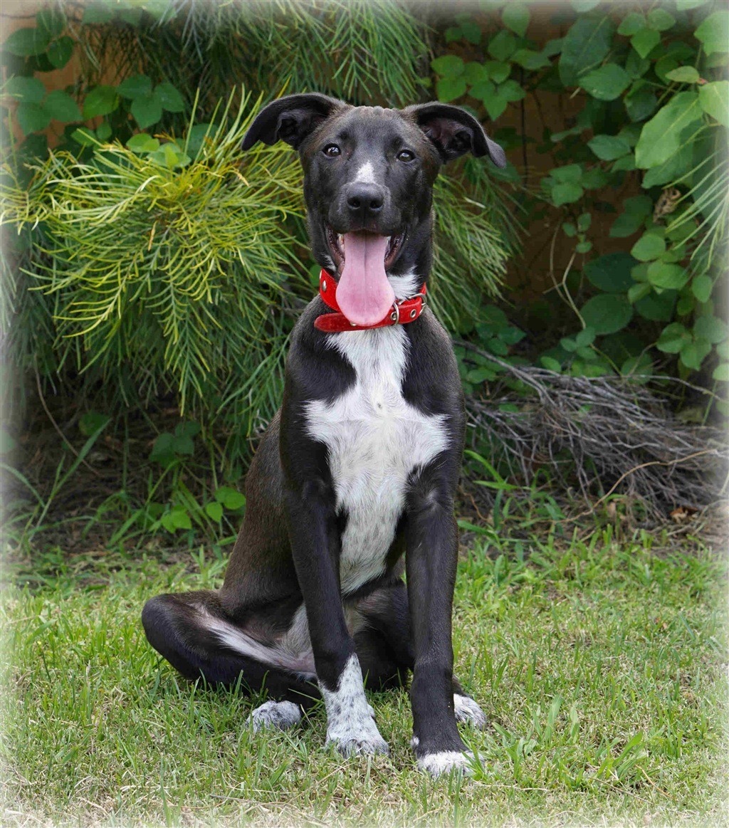 Sandy - Medium Female Australian Cattle Dog x Rhodesian Ridgeback Mix ...