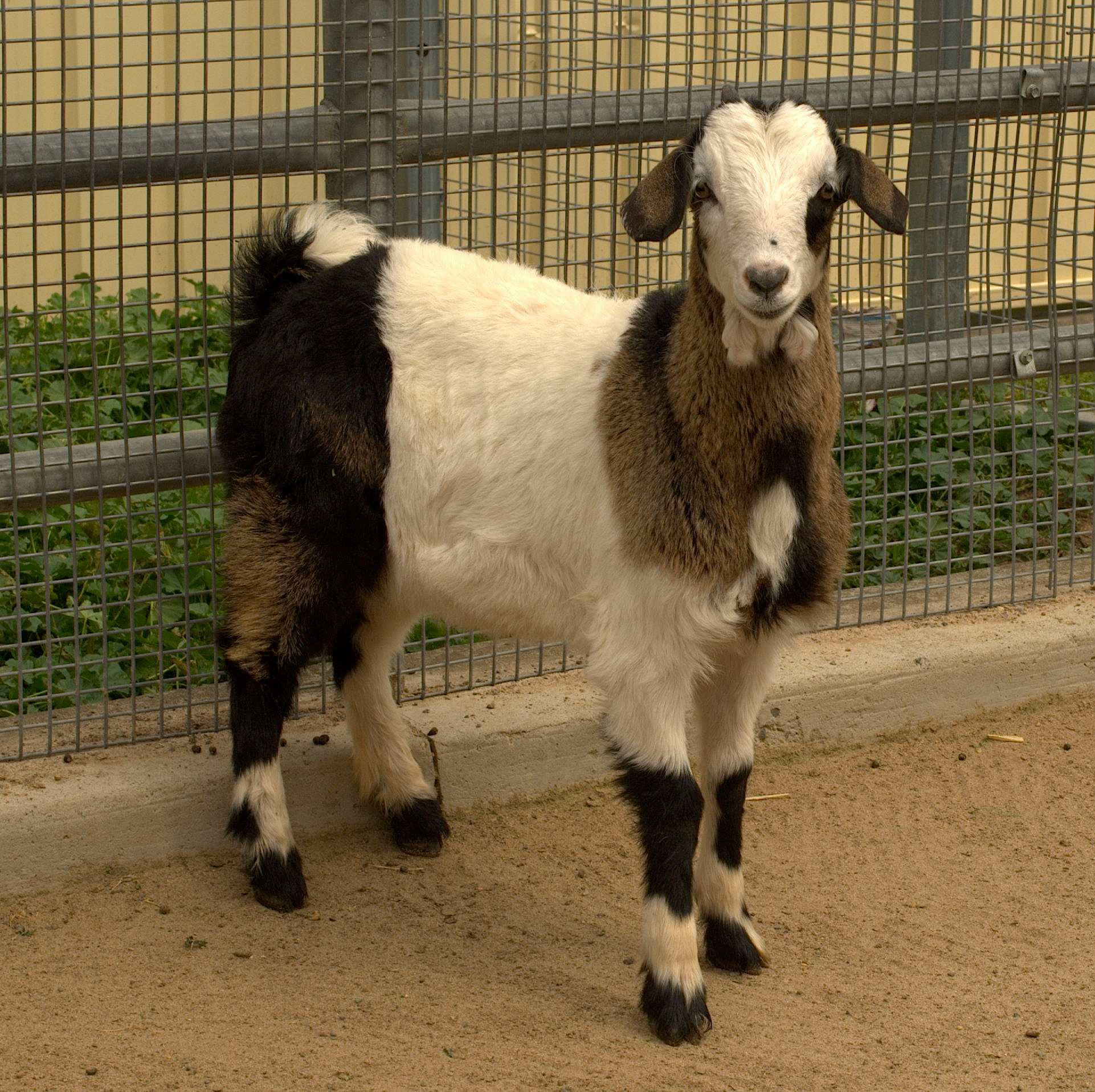 Snowpea - Female Goat in NSW - PetRescue