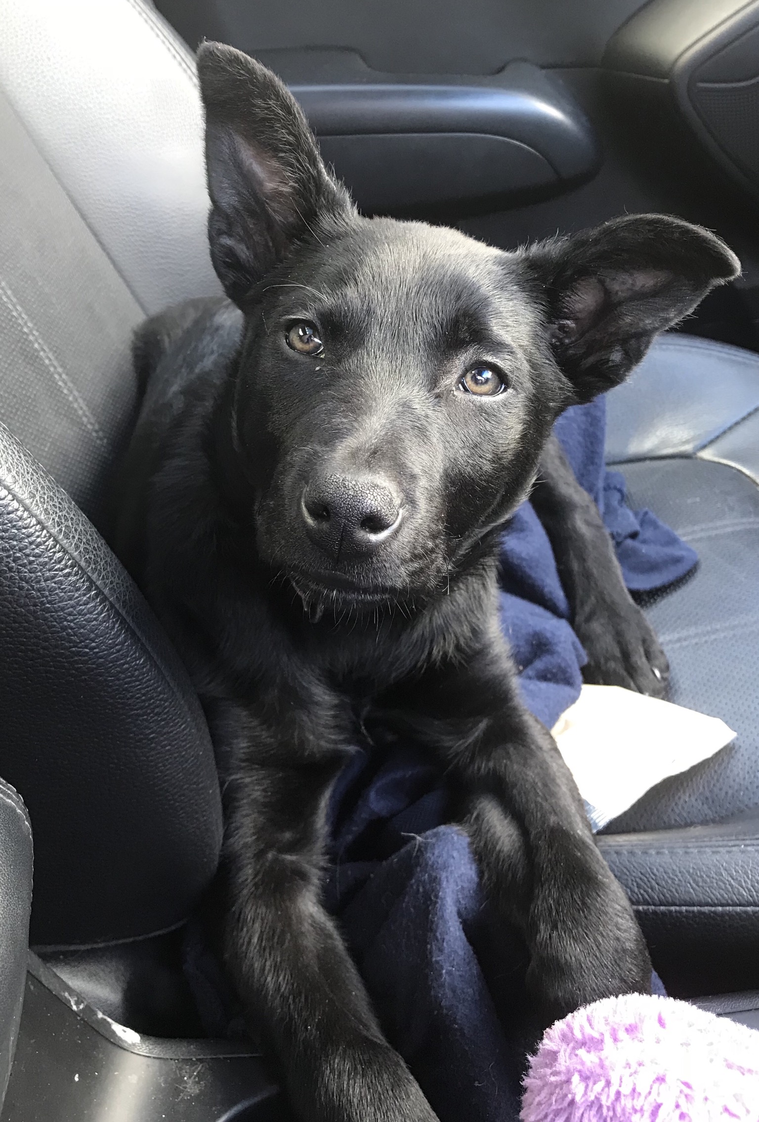 Tilly Medium Female Kelpie x Labrador Mix Dog in VIC PetRescue