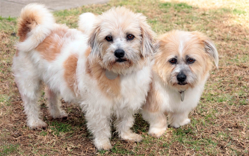 Maggie Small Female Terrier Mix Dog In VIC PetRescue maggie-small-female-terrier-mix-dog-in-vic-petrescue