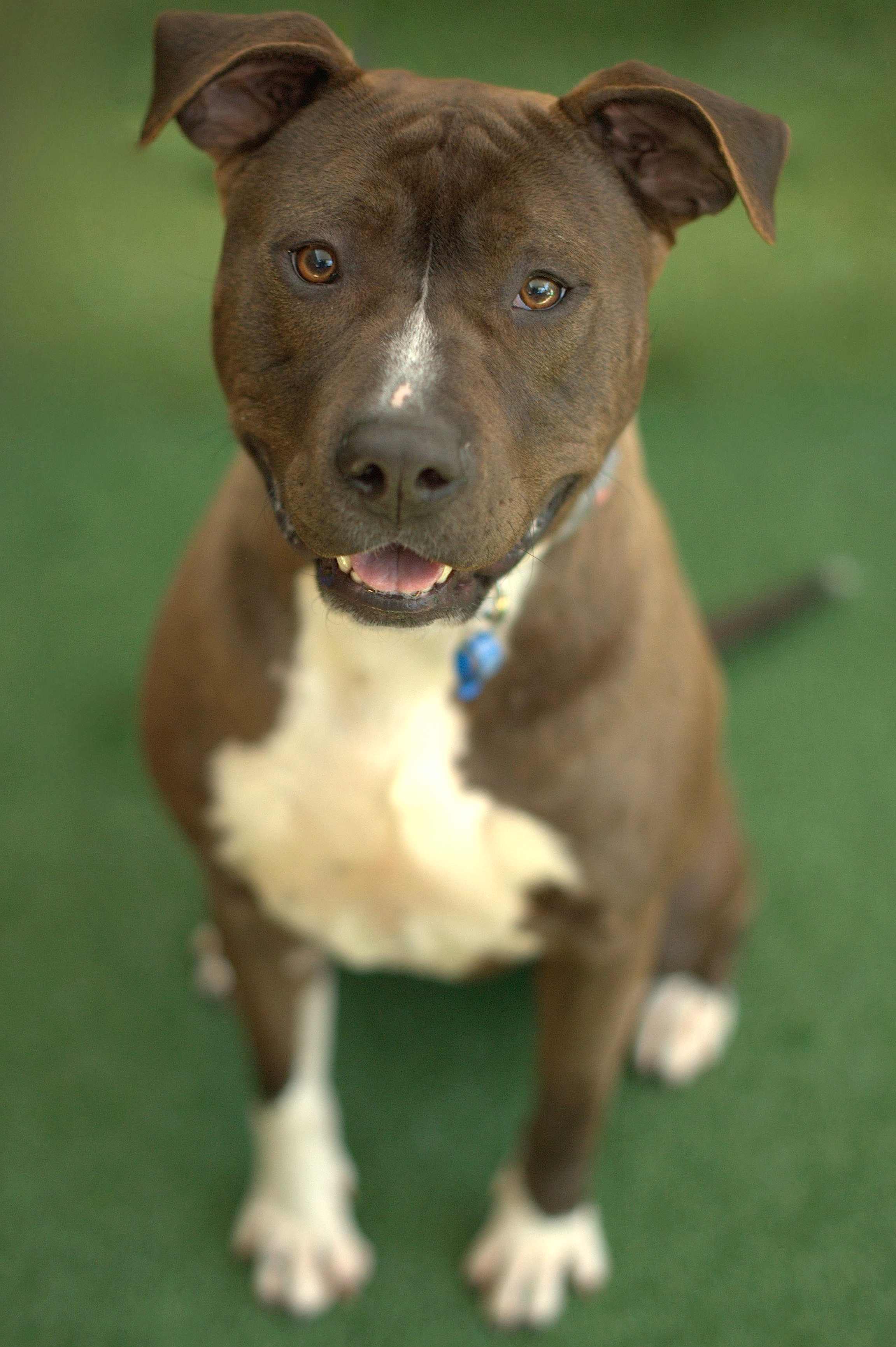 Roxy - Medium Female American Staffordshire Terrier Dog in NSW - PetRescue