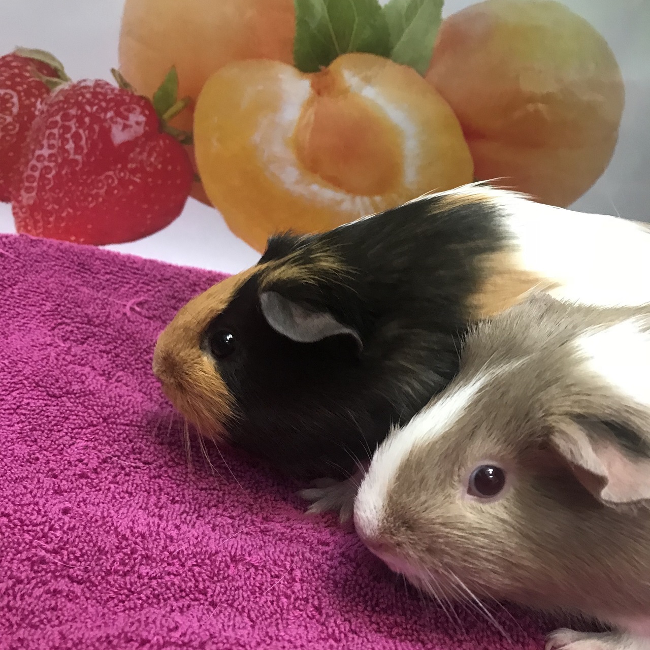 Strawberry & Peaches Female Shorthair Guinea Pig Guinea Pig in VIC