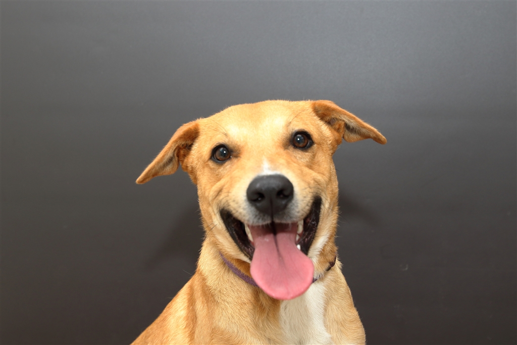 Tyler Medium Male Kelpie x Labrador Retriever Mix Dog in QLD PetRescue