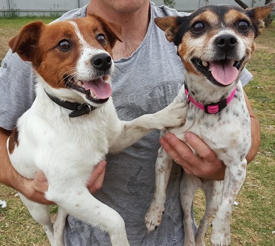 Pirate and Priscilla Small Female Jack Russell Terrier x Miniature