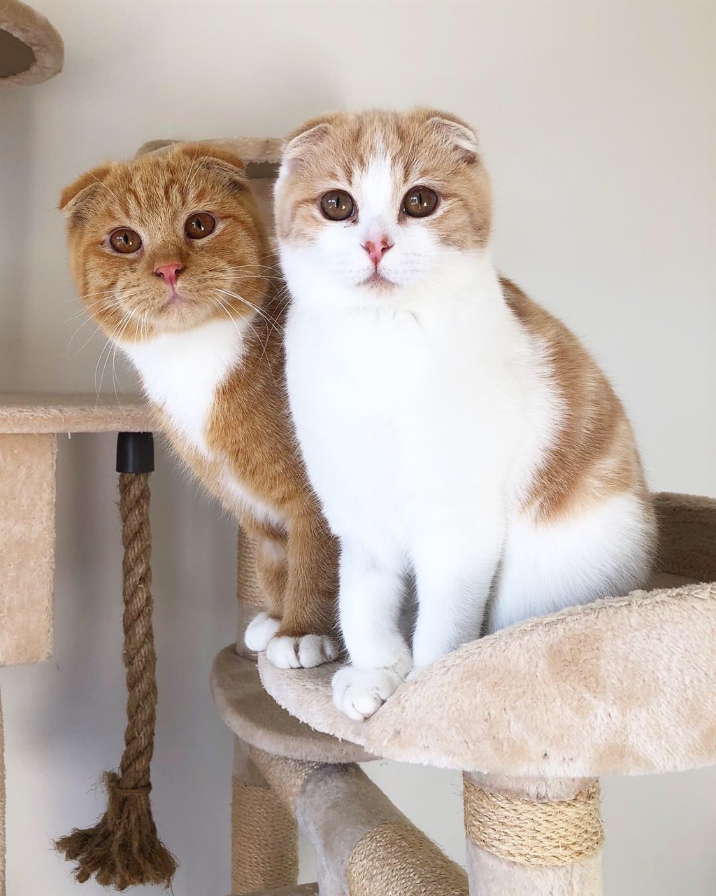 Feta Bonded With Cheddar Male Scottish Fold Mix Cat in VIC PetRescue