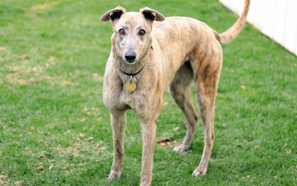 The Lost Dogs' Home North Melbourne PetRescue