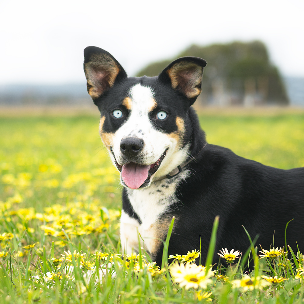 Salek (89987) Medium Female Kelpie x Siberian Husky Dog in VIC