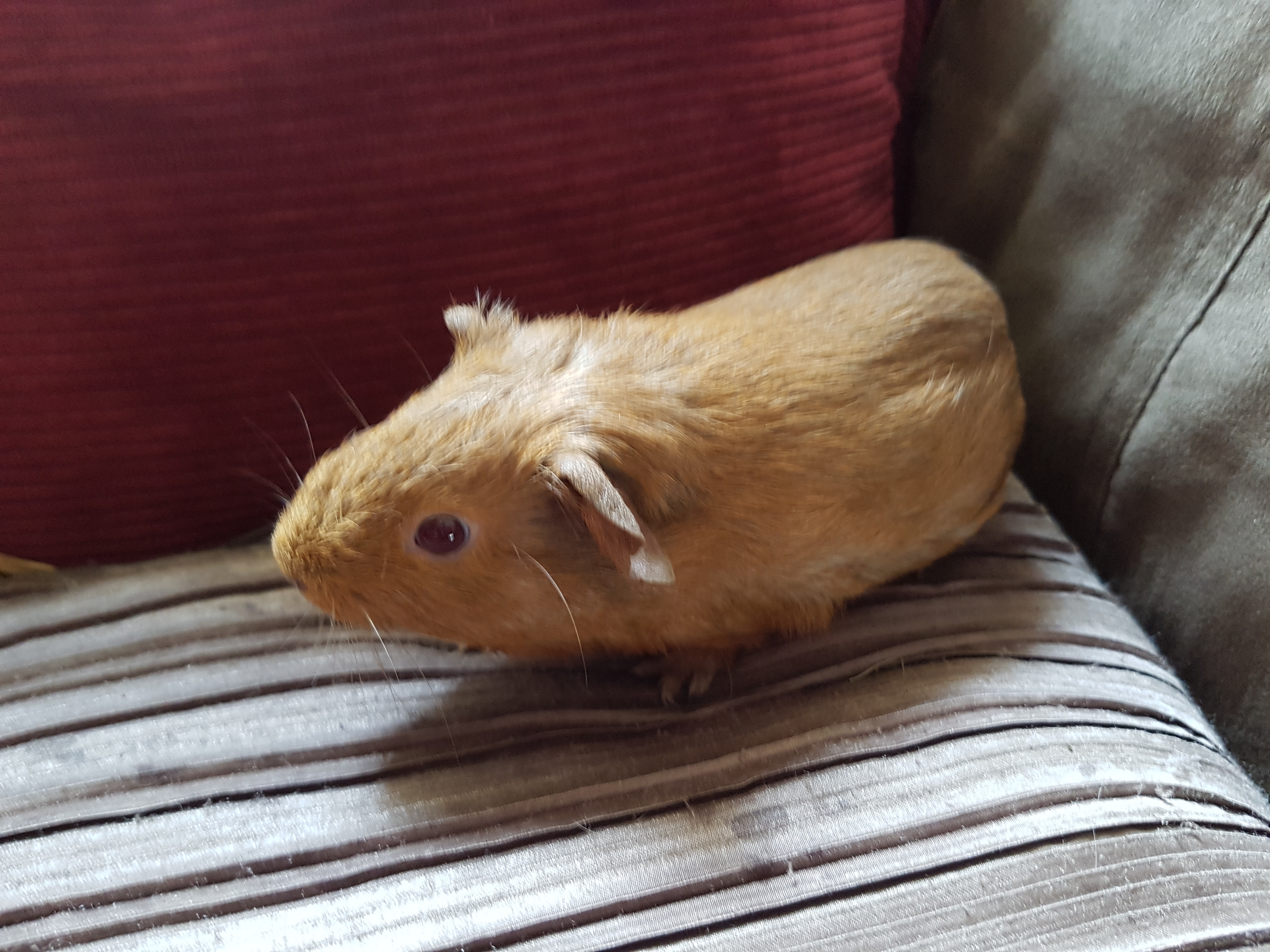 Tickle Female Shorthair Guinea Pig in NSW PetRescue
