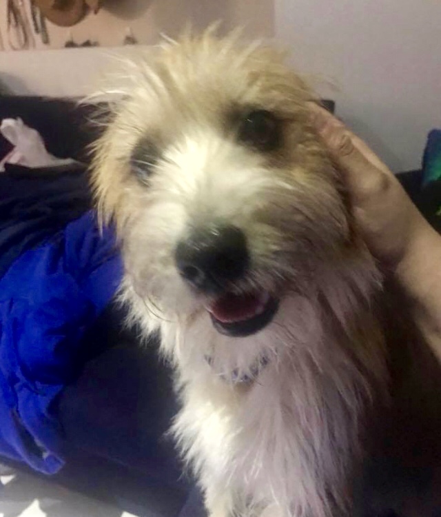 Baxter Small Male Cavalier King Charles Spaniel x Maltese Mix Dog in