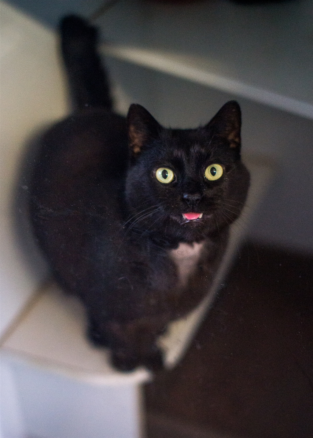 Sooty Male Bombay Mix Cat in NSW PetRescue