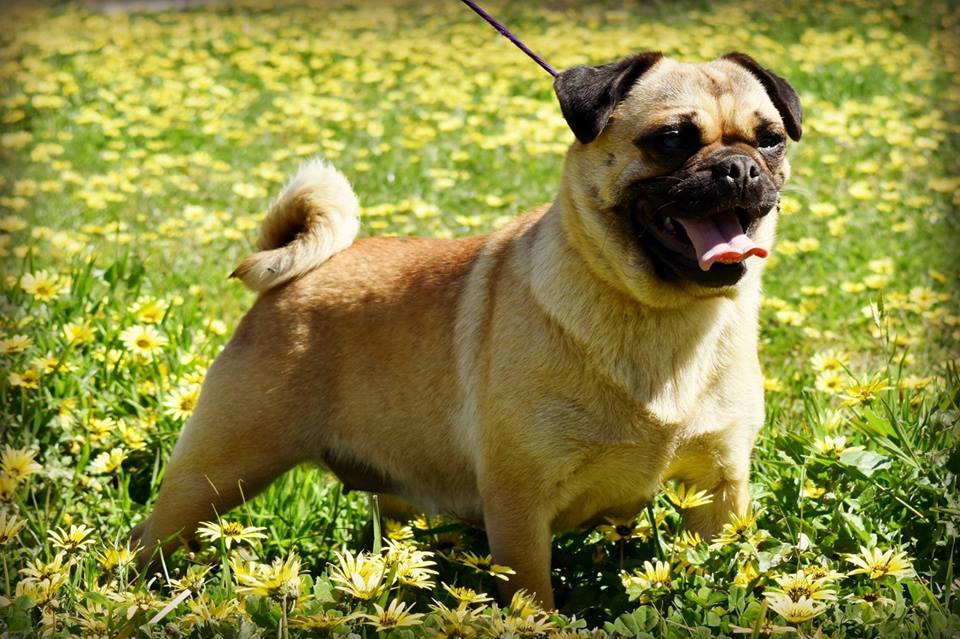 Mia Medium Female Cavalier King Charles Spaniel x Pug Mix Dog in VIC PetRescue