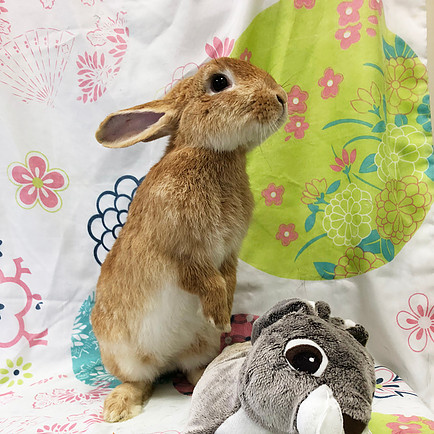 Rowan - Male Rabbit in VIC - PetRescue