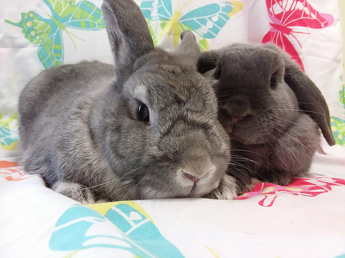 Hannah-Hay & Ace - Male Rabbit in VIC - PetRescue