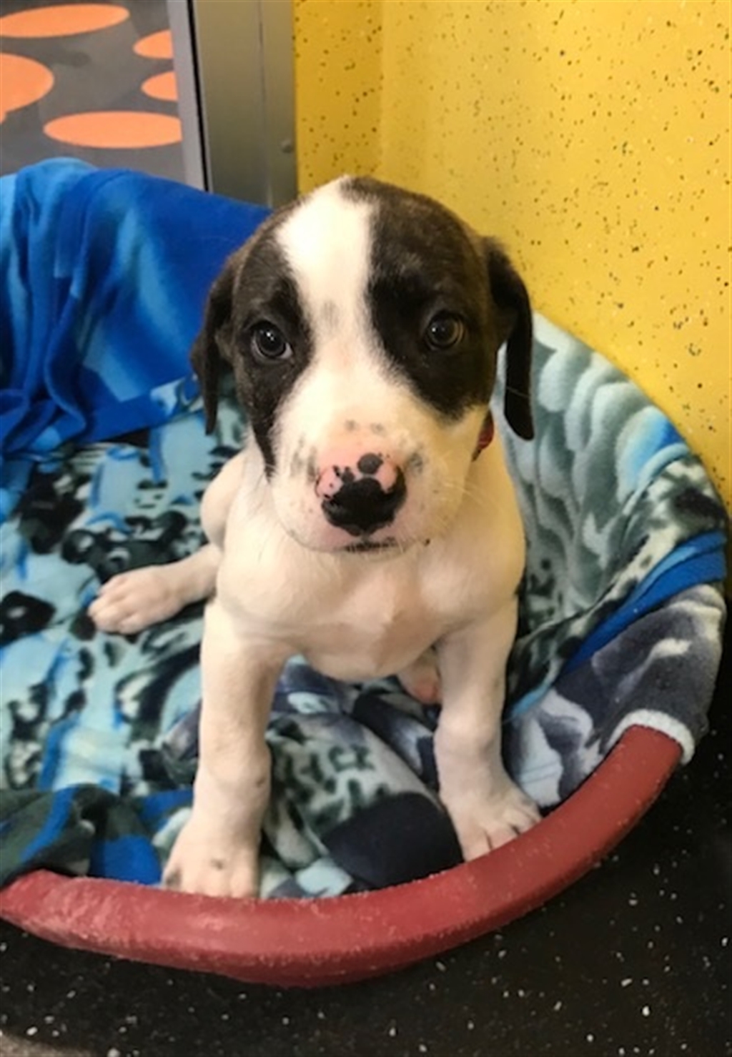 PJ Medium Female Bullmastiff x Irish Wolfhound Mix Dog in QLD PetRescue