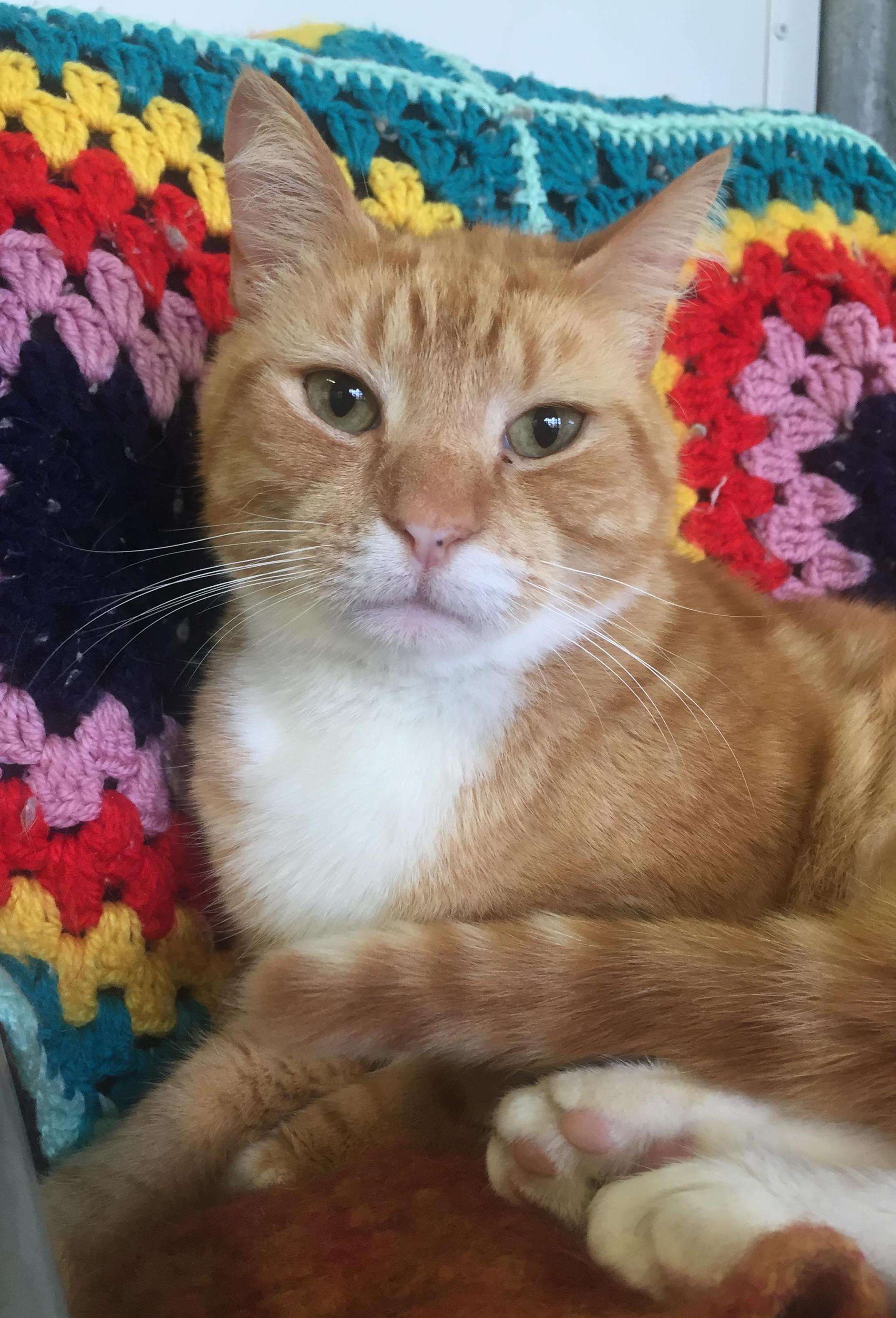 Marmalade ID43689 Male Domestic Short Hair Cat in VIC PetRescue