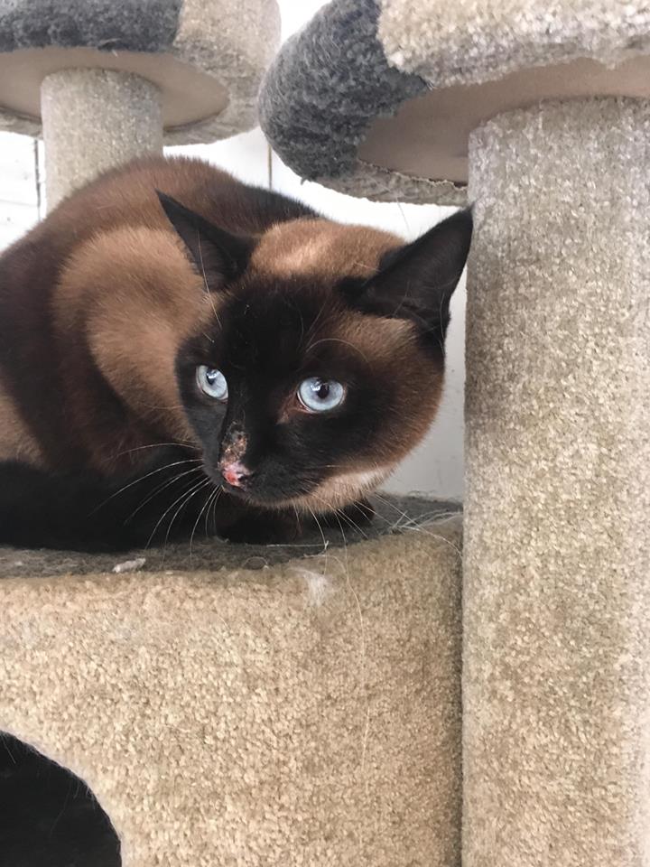 burmese ragdoll