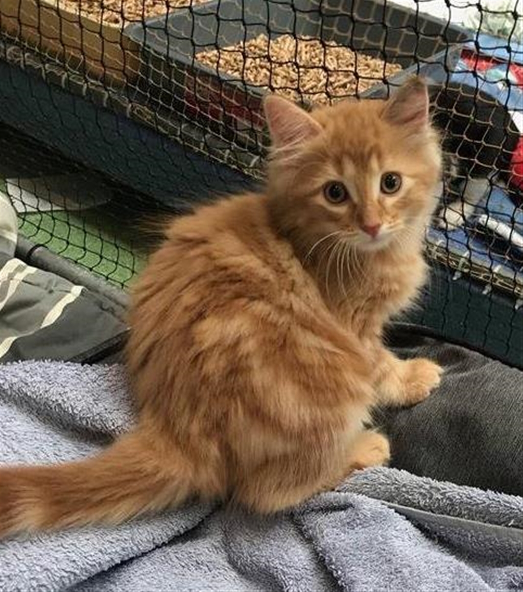Ginger Male Domestic Long Hair Mix Cat in QLD PetRescue