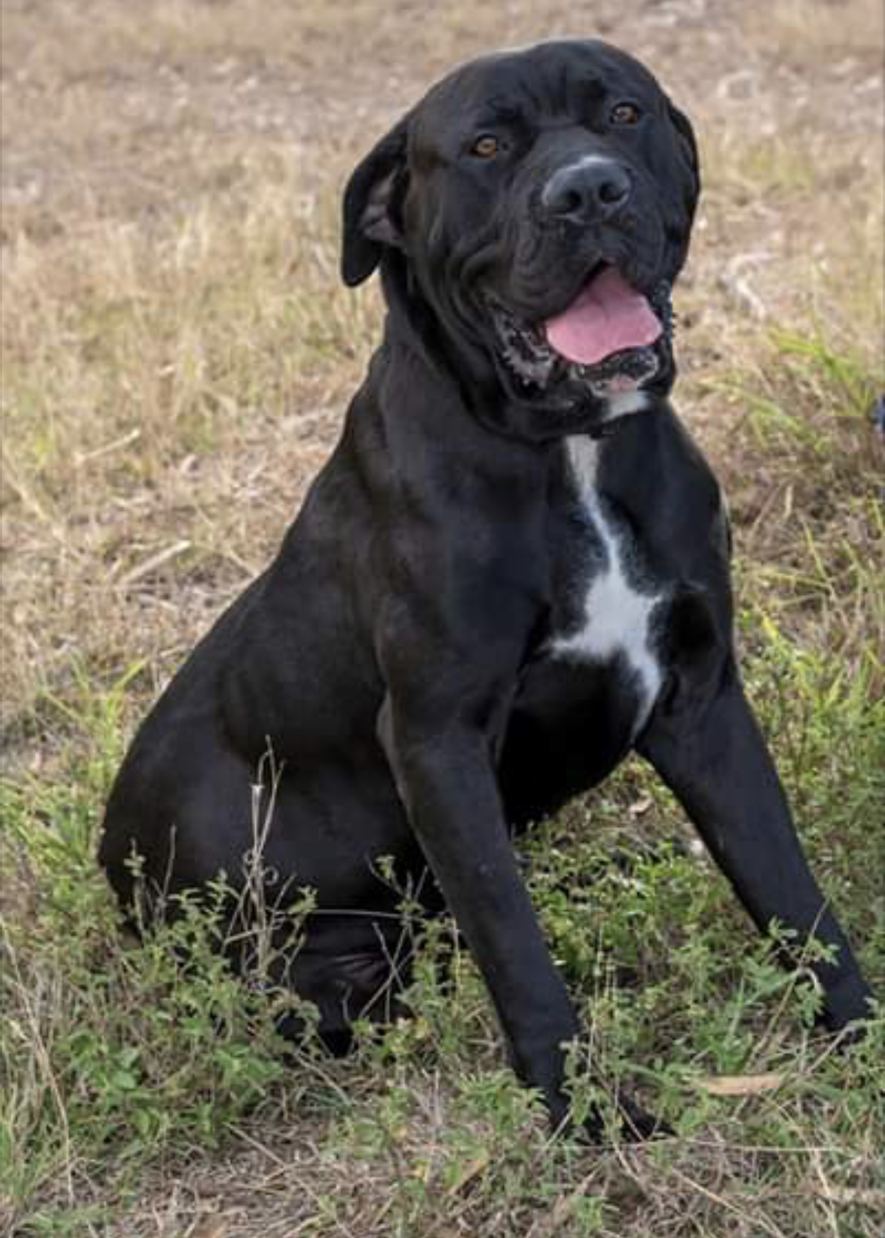 Bruno - Large Male Neapolitan Mastiff Dog in QLD - PetRescue