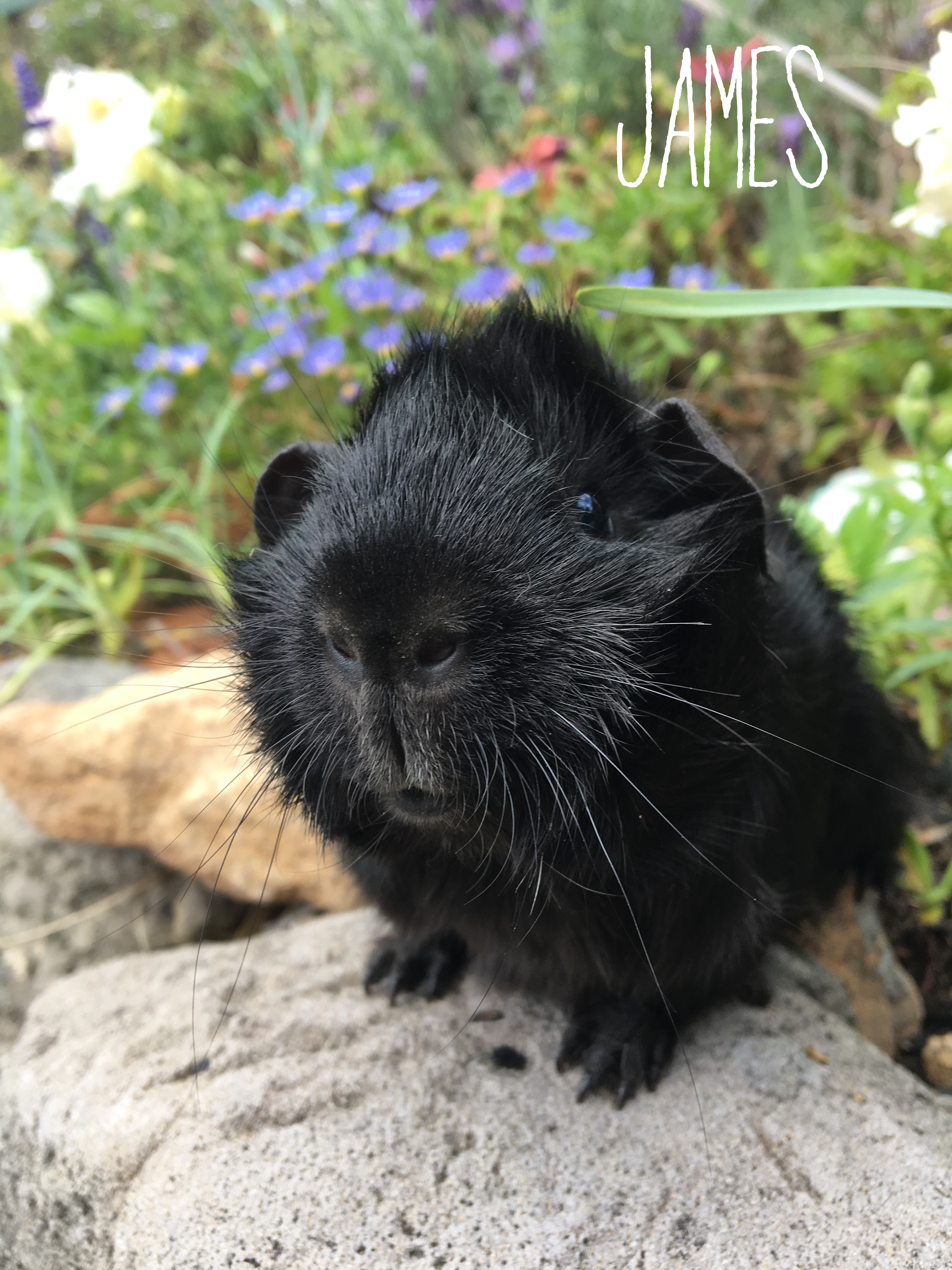 James - Male Short-hair Abyssinian Guinea Pig in NSW