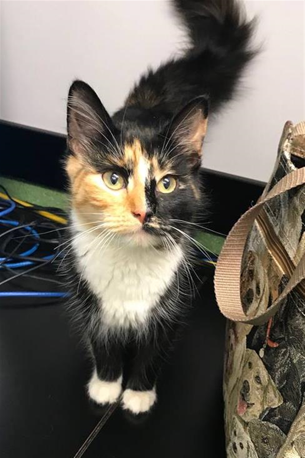 Kaycee - Female Norwegian Forest Cat Mix Cat in QLD ...