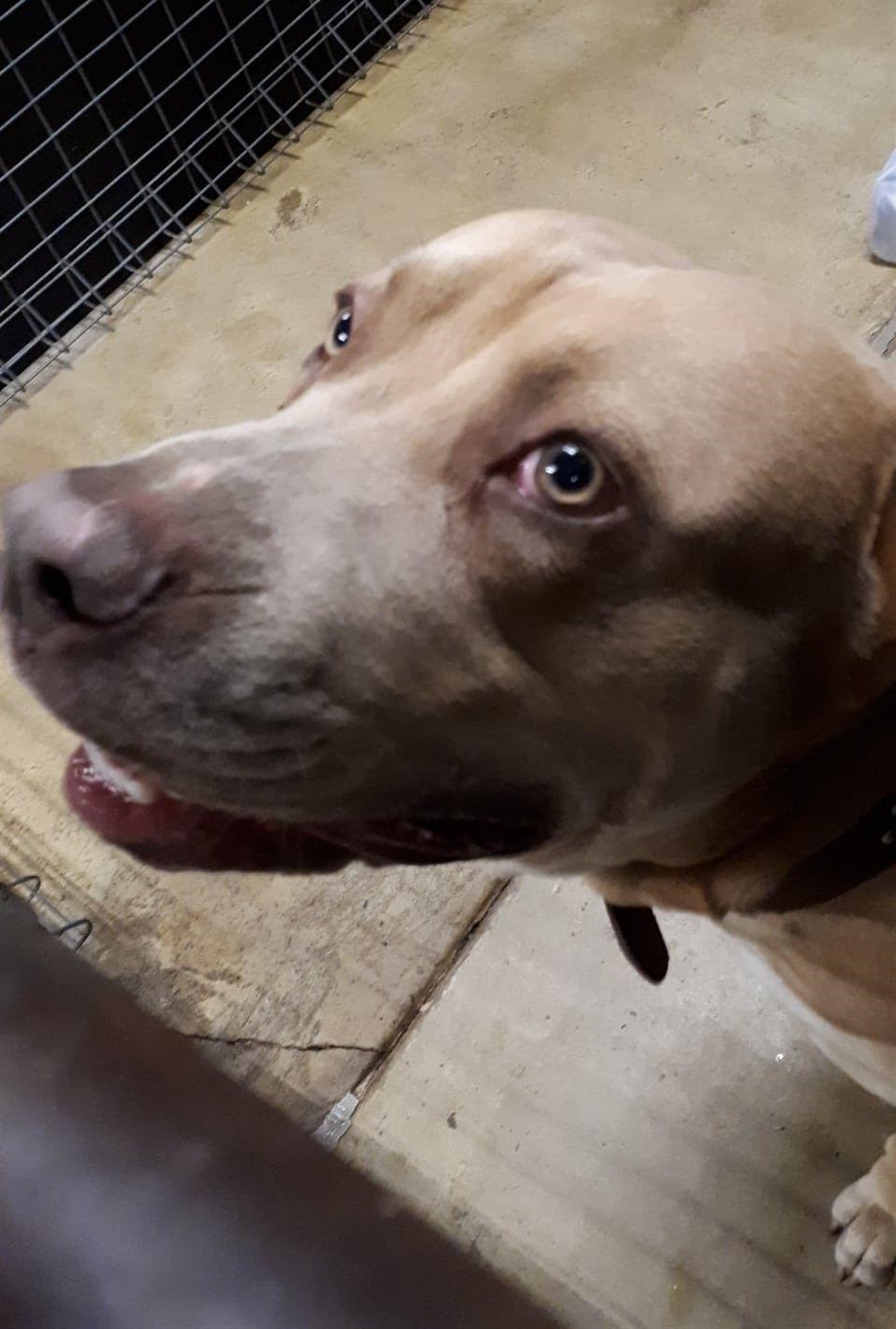 Abe - Large Male Australian Bandog Mix Dog in QLD - PetRescue