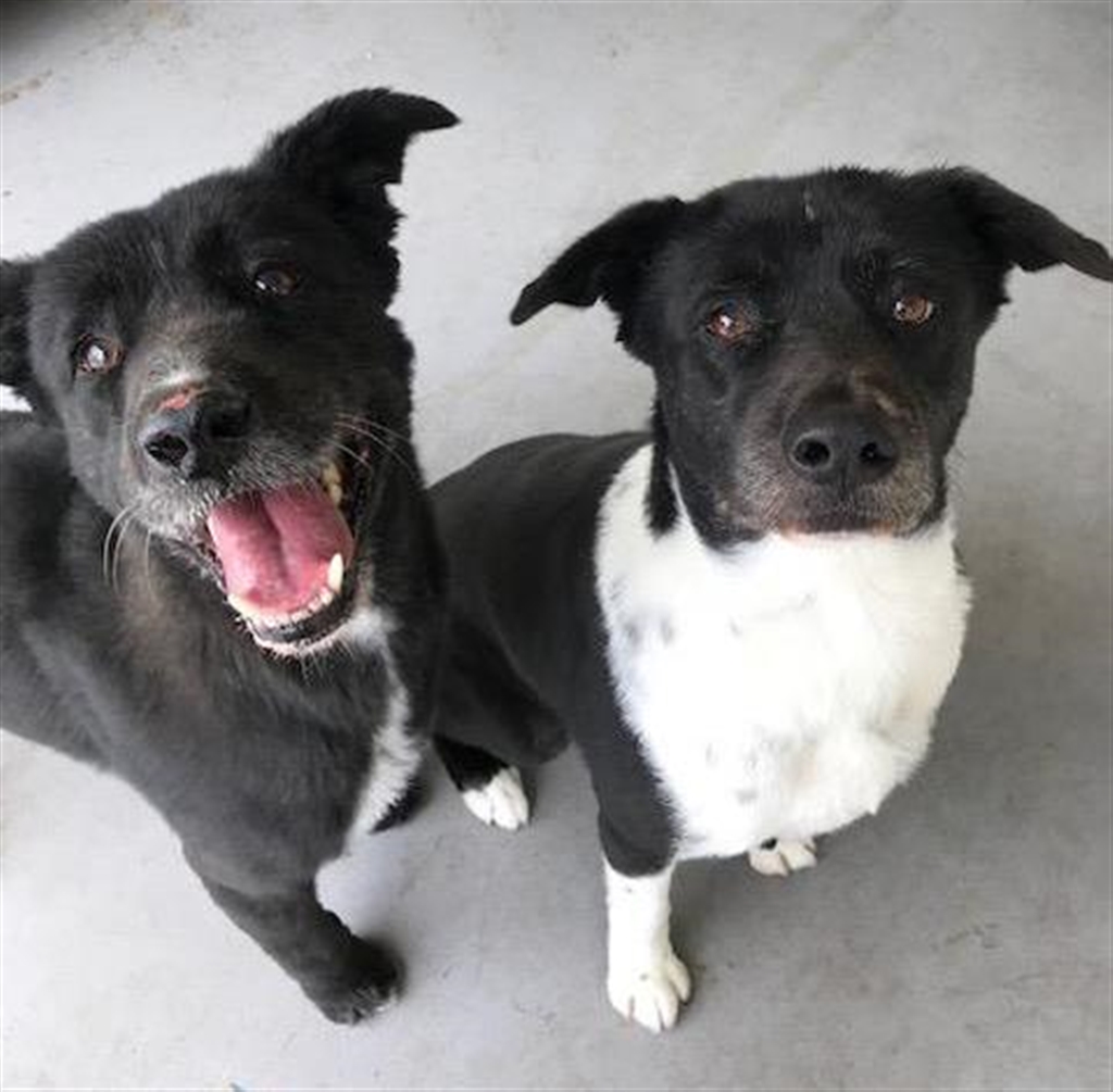 Rico Large Male Akita Inu x Border Collie Mix Dog in WA PetRescue