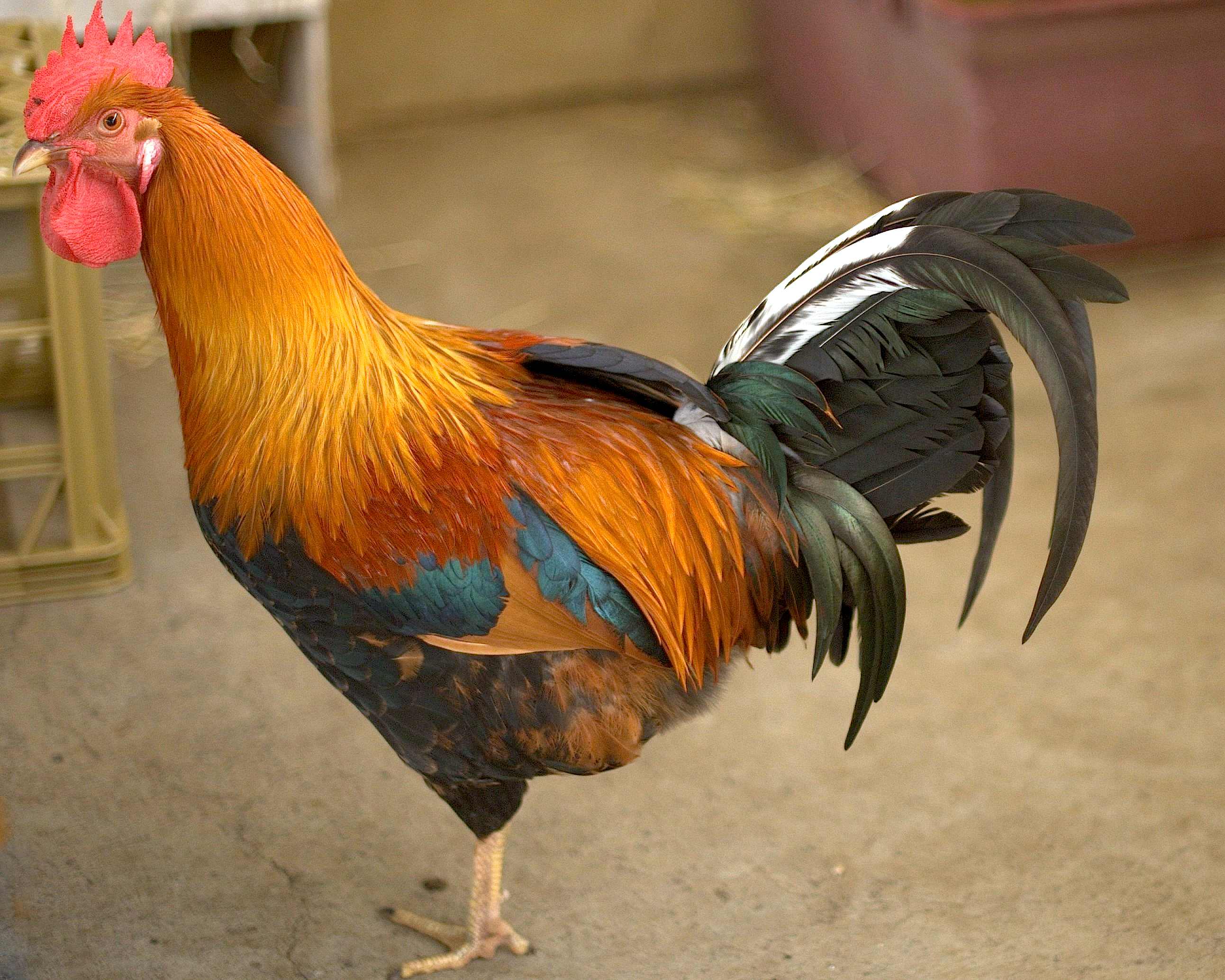 Tweetie Male Rooster in NSW PetRescue